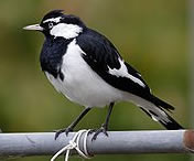 Magpie lark